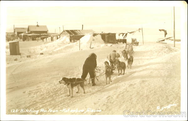 Hitching The Dog Sled Team Kotzebue Alaska