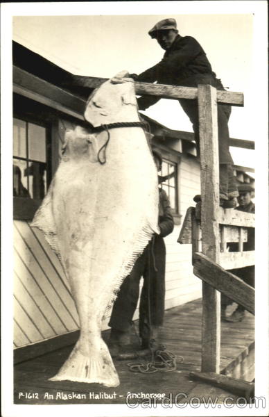 Giant Alaskan Halibut Anchorage