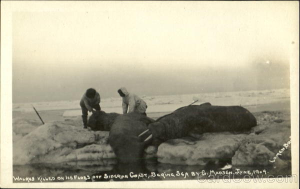 Walrus Killed On Ice Floes Of Siberian Coast, Bering Sea Alaska