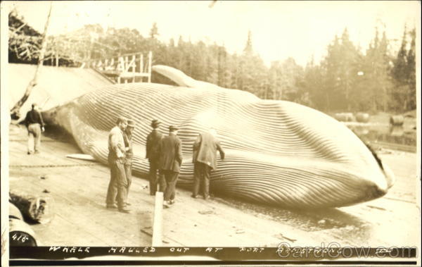 Whale Hauled Out At Port Armstrong Alaska
