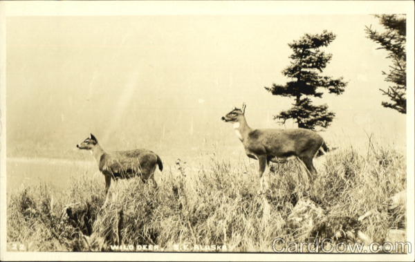 Wild Deer Alaska