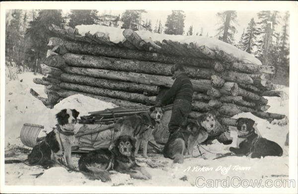 A Yukon Dog Team YT Canada Yukon Territory