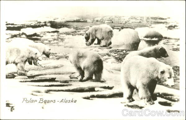 Polar Bears Alaska