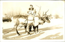 Alaskan Reindeer Team Postcard Postcard