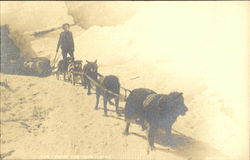 Early Dog Sled Team Postcard