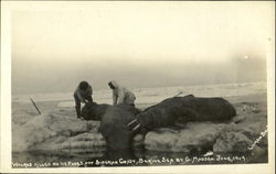 Walrus Killed On Ice Floes Of Siberian Coast, Bering Sea Postcard