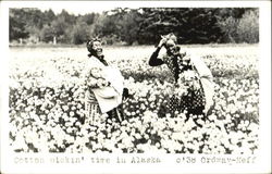 Cotton Picking Time In Alaska 1938 Postcard