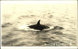 Whale S. W. Alaska Coast Postcard Postcard