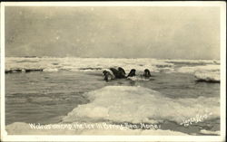 Walrus Among Th Ice In Bering Sea Postcard