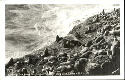 Sea Lions Sunning On Rocks Postcard