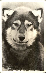 Alaska Teamleader Dogs Postcard Postcard