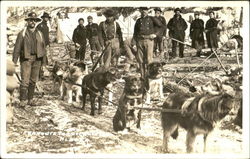 Dog Team - Loggers or Miners Postcard