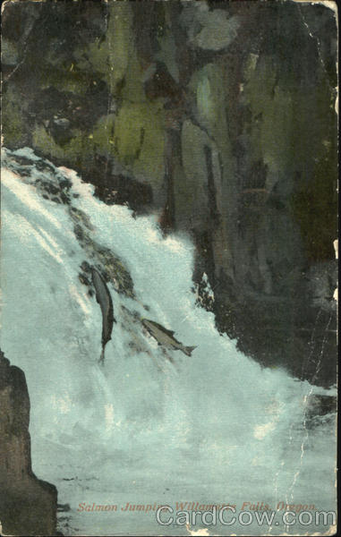 Salmon Jumping Willamette Falls Oregon Fish