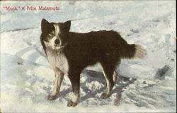 Muck A Prize Malamute Postcard