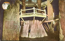A Corner Of The Forestry Building Postcard