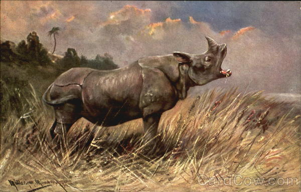 Rhinoceros