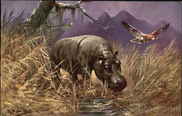 Hippopotamus