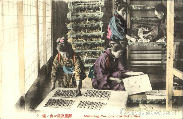 Maturing Cocoons Into Butterflies Japan