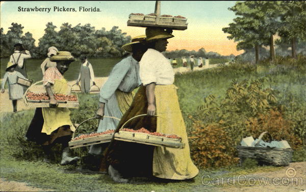 Strawberry Pickers Florida Black Americana