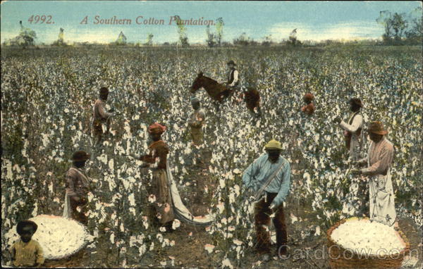 A Southern Cotton Plantation Black Americana