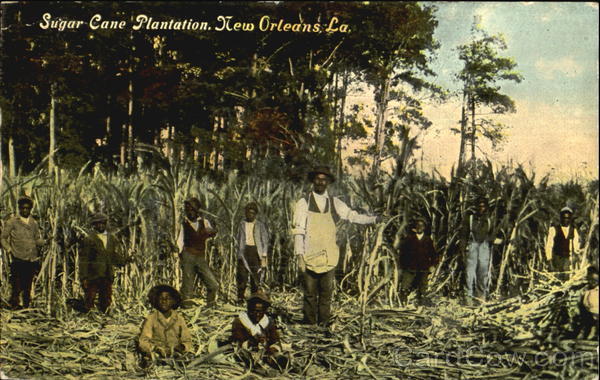Sugar Cane Plantation New Orleans Louisiana Black Americana
