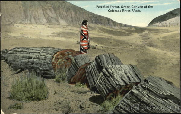 Petrified Forest Utah Native Americana