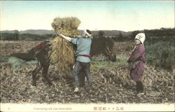 Conveying Cut Rice From Field Postcard