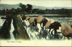 Rice Fields In Japan Postcard Postcard