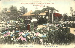 Iris Garben At Horikiri Tokyo, Japan Postcard Postcard