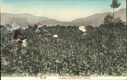 Picking The Mulbery Leaves Postcard