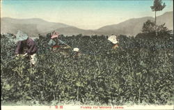 Picking The Mulbery Leaves Japan Postcard Postcard