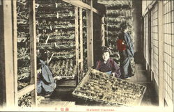 Matured Cocoons - Silk Postcard