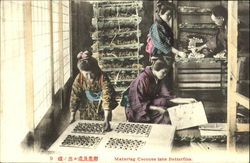 Maturing Cocoons Into Butterflies Postcard