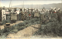 Women Emploged To Pick Up Tea-Leaves Going To Sort Thair Works Postcard