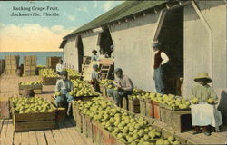 Packing Grape Fruit Postcard