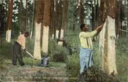 Chipping The Pine Tree And Dipping Gum On Turpentine Farm Postcard