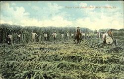 Sugar Cane Scene Near New Orleans Postcard