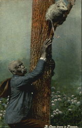 A Coon Trees A Possum Postcard