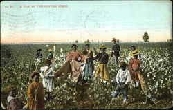 A Day In The Cotton Field Postcard