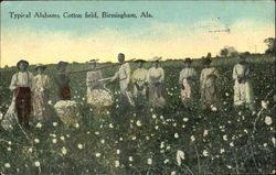 Typical Alabama Cotton Field Postcard