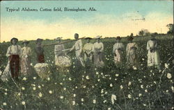 Typical Alabama Cotton Field Birmingham, AL Black Americana Postcard Postcard