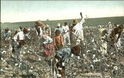 Picking Cotton Black Americana Postcard Postcard