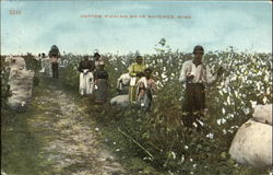 Cotton Picking Postcard