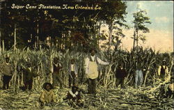 Sugar Cane Plantation Postcard