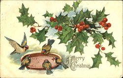 A Merry Christmas Birds Postcard