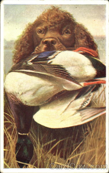 Dog Retrieving Duck Dogs