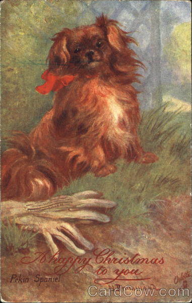 Pekin Spaniel Dogs