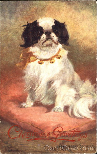 Japanese Spaniel Dogs