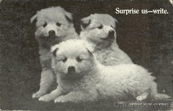Surprise Us-Write Dogs