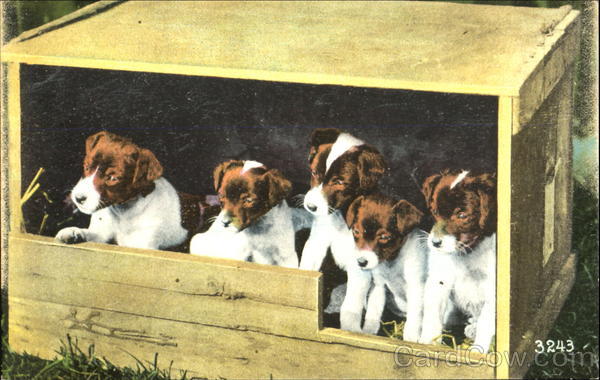 Puppies in Crate Dogs